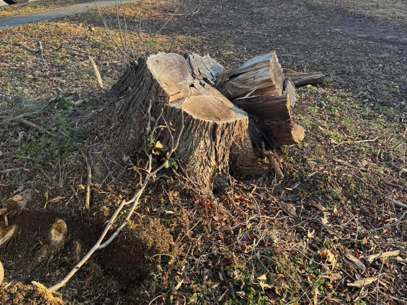 Stump Grinder Gurus